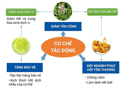 Viêm loét dạ dày trào ngược vàtác Động Hiệp Đồng Giữa Các Dược Liệu Trong Viên Dạ Dày Plus: Góc Nhìn Đông Y và Khoa Học Hiện Đại