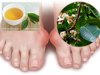 Lá vối chữa bệnh gút (gout) có tốt không? Hiệu quả như thế nào?